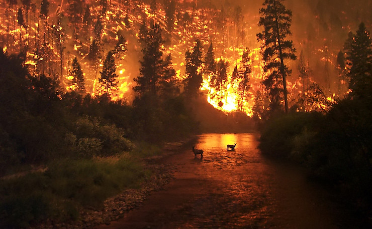 Wildfires are one of the many effects of climate change on wildlife.