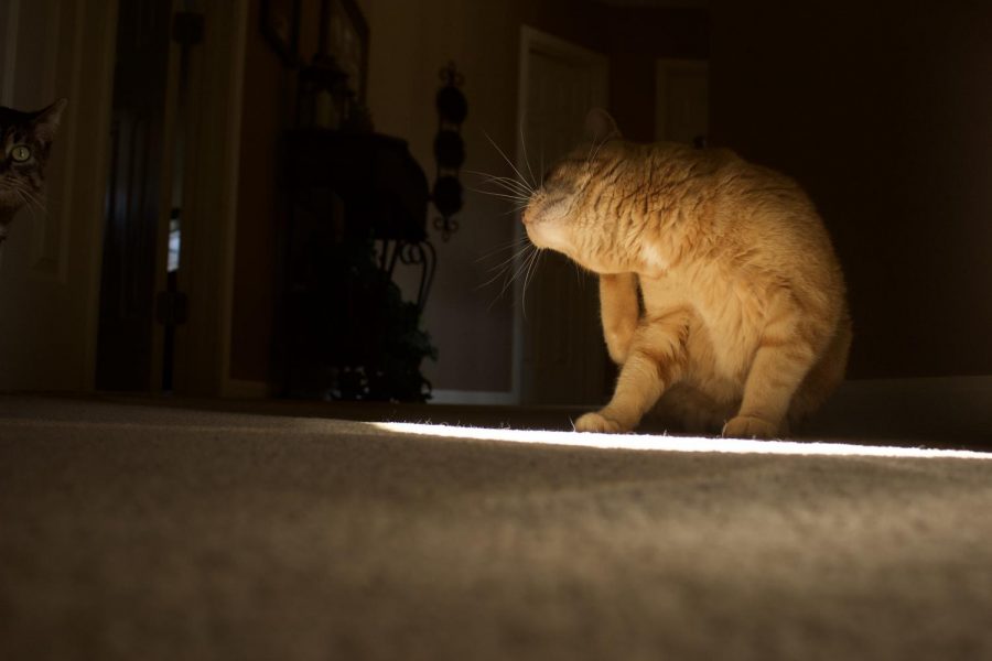 The family Cat, Thomas, scratches his ear. Many students spend more time with their pets now.