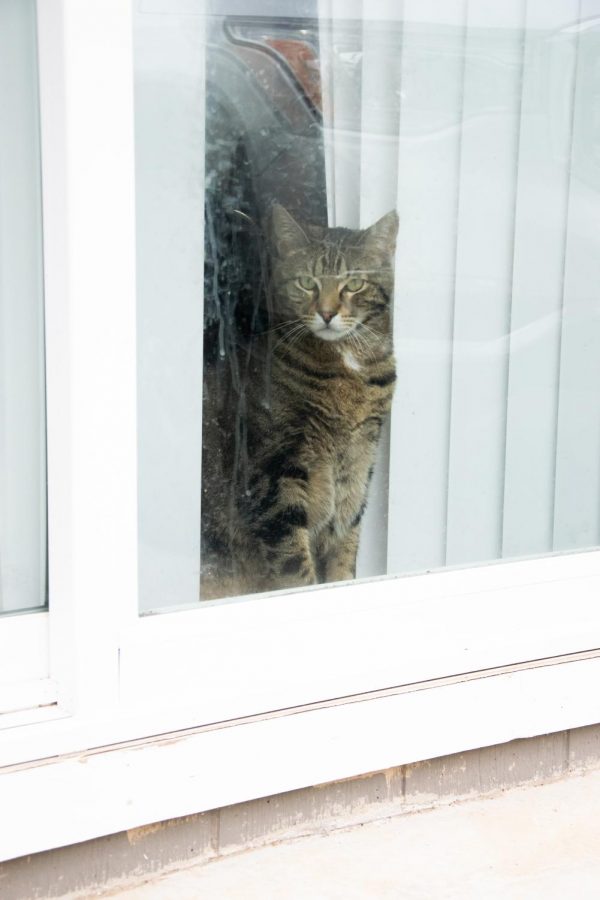 Flash, the family cat, looks out the window March 30. While the cat does this daily, the family related to the want to go outside and do more.
