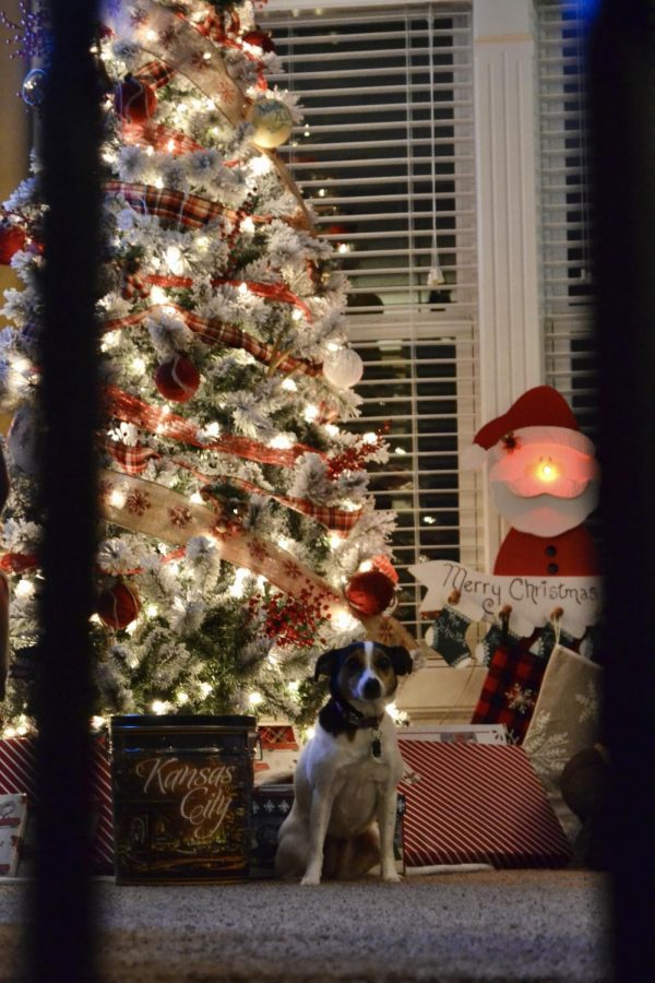 Junior Kaylee Schutte captures her dog Lexie, taking a moment to calm down while playing fetch. This picture was taken from Schuttes staircase in her home, making for a framing look. Photo by Kaylee Schutte.