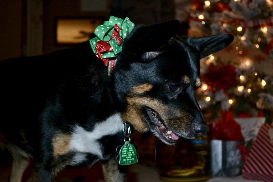 Junior Kaylee Schutte Plays with her dog Zoey, in her home while enjoying her festive decor. Along with her house being decorated Schutte also bought christmas themed collars for her dogs. Photo by Kaylee Schutte