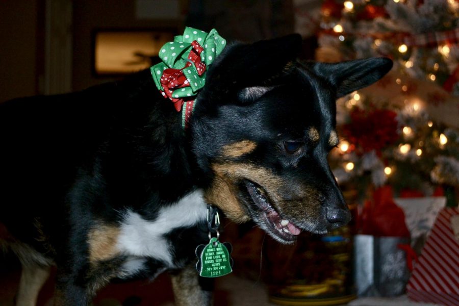 Junior Kaylee Schutte Plays with her dog Zoey, in her home while enjoying her festive decor. Along with her house being decorated Schutte also bought christmas themed collars for her dog's. Photo by Kaylee Schutte