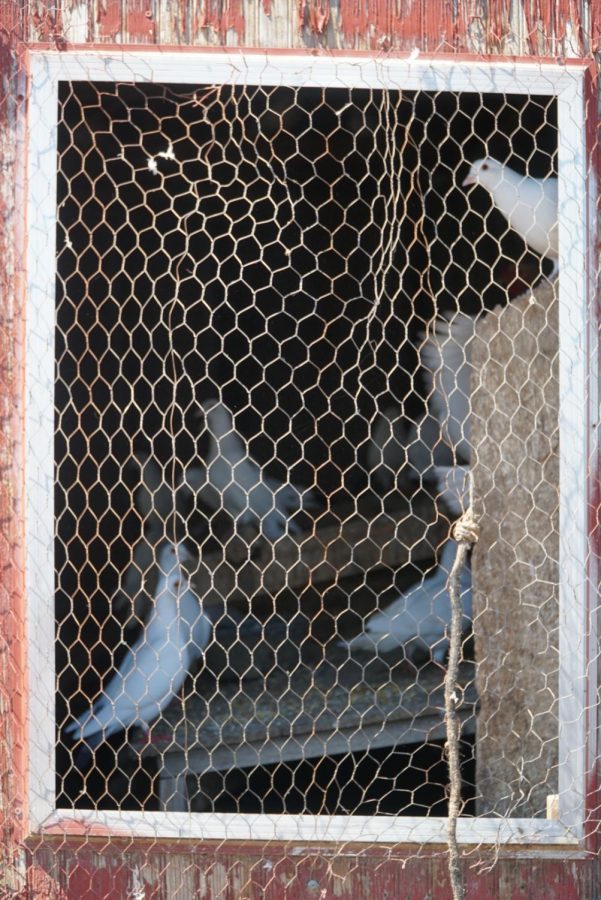 Homing pigeons peer out of chicken wire used to keep animals out. Photo by Astin Ramos