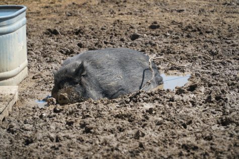 Moss, a Pot Belly- American Guinea cross, basks in the sun while enjoying a mud bath. Photo by Astin Ramos