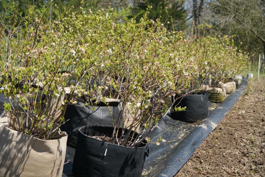 Blueberry plants start to bloom and are waiting to be planted in the garden for spring. Photo by Astin Ramos
