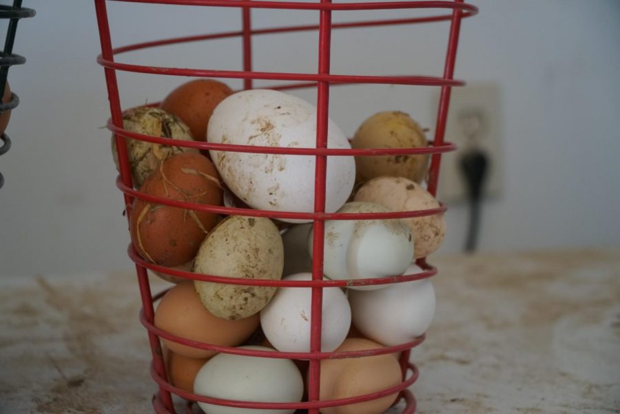 A duck egg lays on top of freshly gathered chicken eggs waiting to be cleaned and placed into cartons. Photo by Astin Ramos